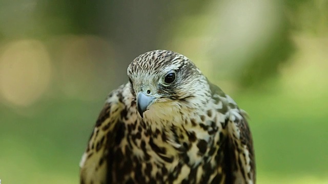 猎隼猎鹰。法尔科cherrug。野外猛禽特写，绿色森林为背景视频素材