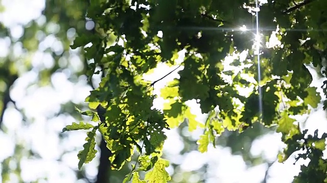 夏天的本性。美丽的绿叶和明亮的阳光视频下载