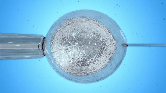 白色卵子被精子受精视频下载