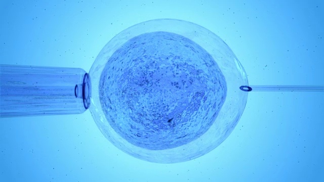 蓝色的卵子被精子受精视频下载