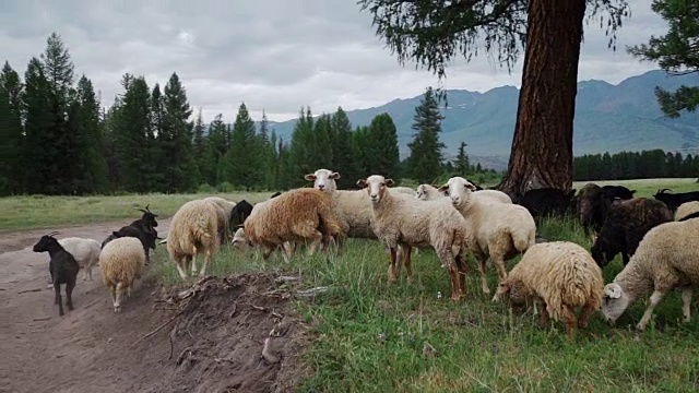 农村和羊。景观山。视频下载