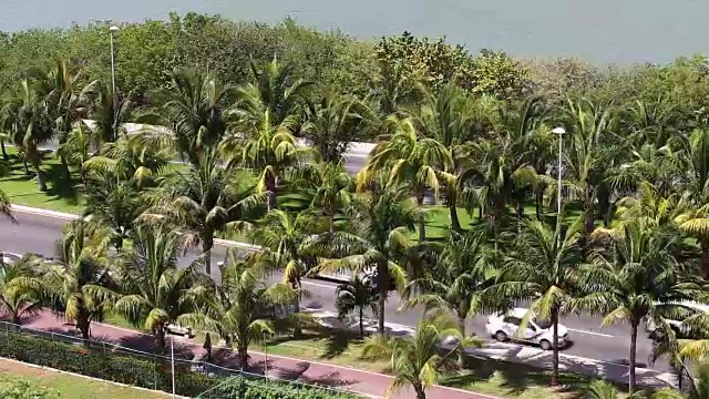 有棕榈树的加勒比公路视频素材