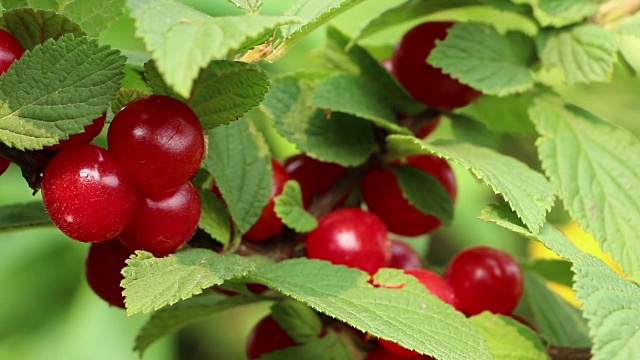 彩色的绒毛山中国灌木樱桃浆果特写垂直淘金视频下载