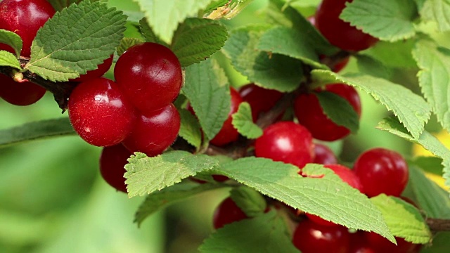 彩色的韩国绒毛山灌木樱桃浆果近距离视频下载