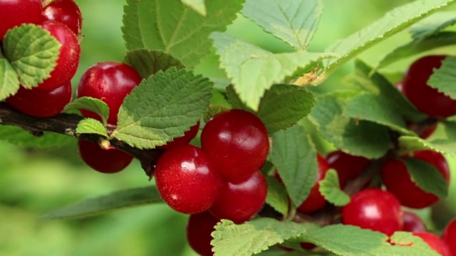 红色多汁的韩国山地灌木樱桃浆果视频下载