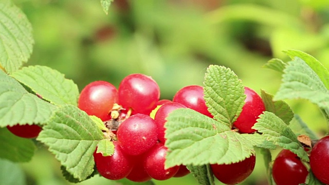 韩国甜阳光多雨的山灌木樱桃浆果的淘洗视频下载