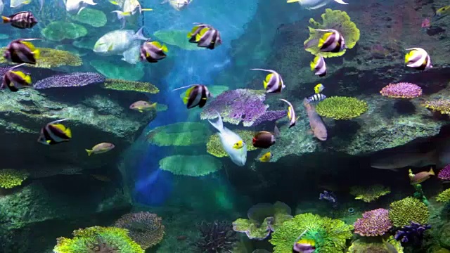 在石头和珊瑚上的热带鱼视频下载