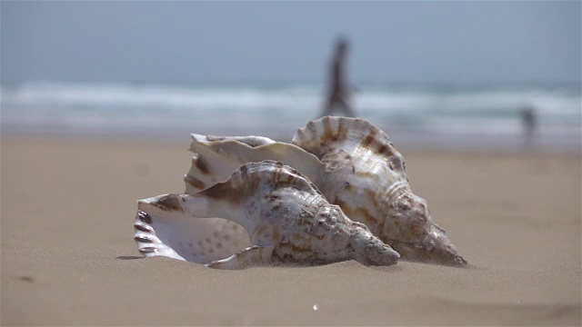 海滩上贝壳的慢动作视频视频下载