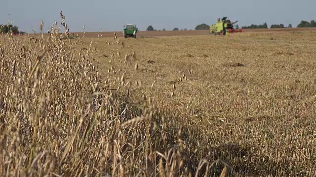拖拉机在农村收获期在燕麦地里联合耕作。FullHD视频素材