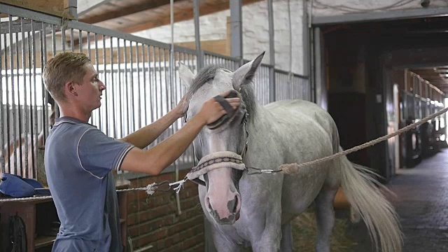 一个小男孩在马厩里清理马的身体。人们用刷子清除白马身上的尘土。照顾动物。观点的俱乐部。慢镜头，慢动作，特写，特写视频下载