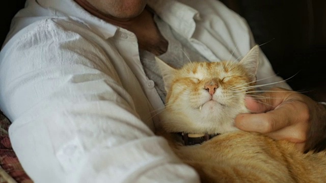 一位中年男子缓缓地抚摸着他那只橙黄色的猫视频素材
