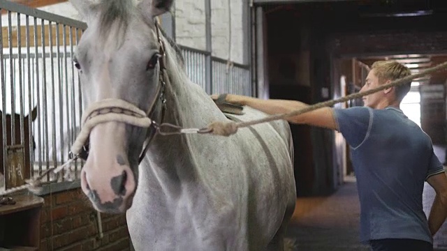 一个小男孩在马厩里清理马的身体。人们用刷子清除白马身上的尘土。照顾动物。观点的俱乐部。特写,特写视频下载