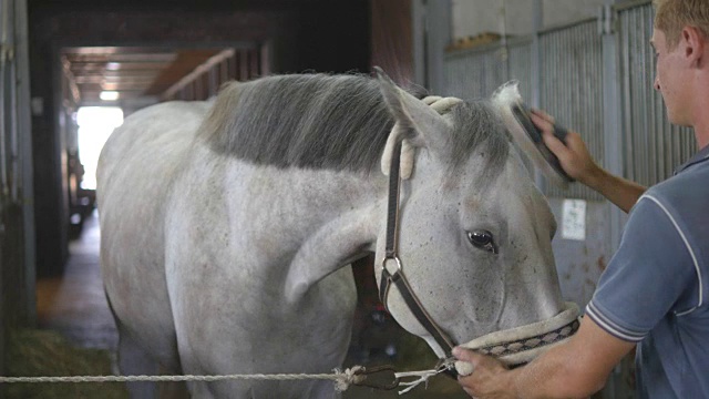 一个小男孩在马厩里清洗马头。人们用刷子清除白马身上的尘土。照顾动物。观点的俱乐部。特写,特写视频下载