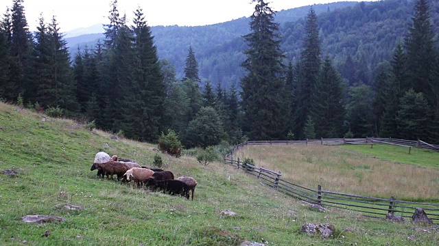 羊在山上的牧场上吃草视频下载