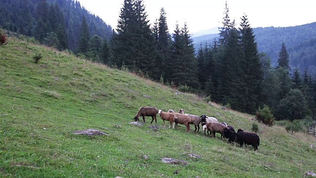 羊在山上的牧场上吃草视频下载