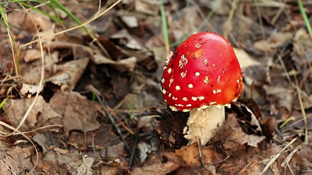 危险的红蘑菇蝇黑木耳视频下载