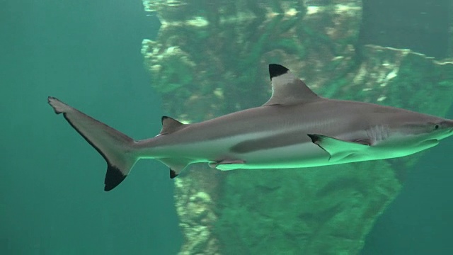 深海中的鲨鱼和捕食者视频下载