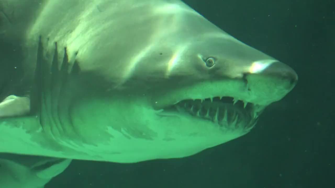 长着锋利的牙齿和鳃在水下游泳的鲨鱼视频下载