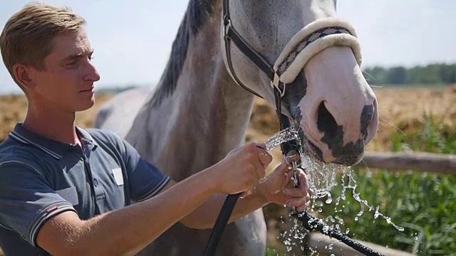 在马口附近，人们拿着一根有水流的软管。在一个炎热的夏天的晚上，马从喷嘴里喝水。Slowmotion,特写视频素材
