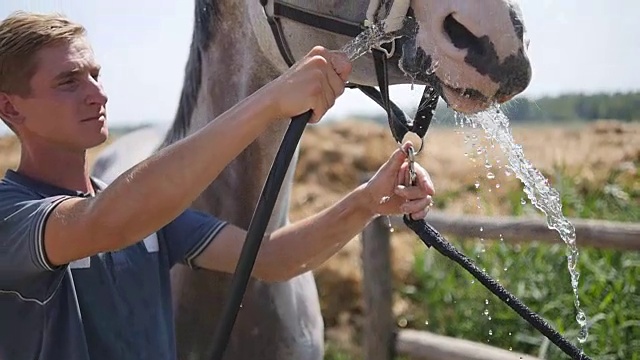 在马口附近，人们拿着一根有水流的软管。在一个炎热的夏天的晚上，马从喷嘴里喝水。Slowmotion,特写视频素材