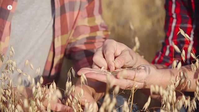 农民手中的成熟谷物视频素材