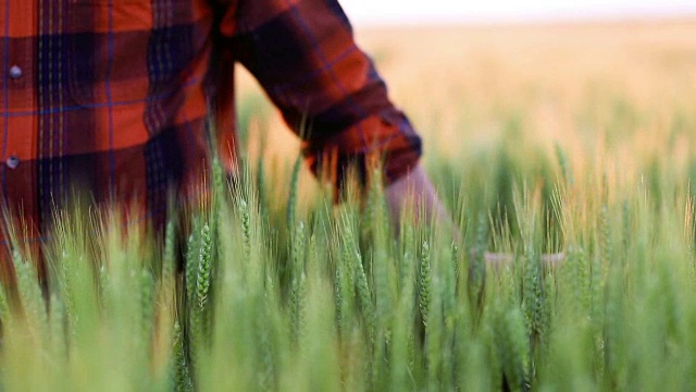 一位高级农民在田间检查小麦作物视频素材