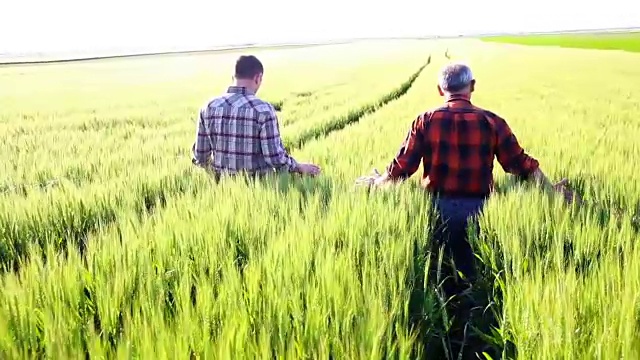日落时分，两个农民在田里检查小麦收成视频素材