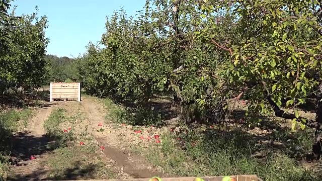 在秋天的一天，一箱新鲜采摘的苹果在果园里。倾斜。FullHD视频下载