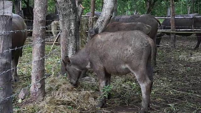 泰国水牛在有机农场放牧视频素材