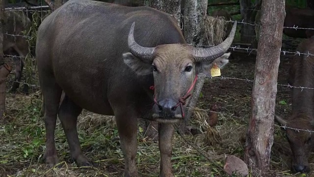 泰国水牛在有机农场放牧视频素材