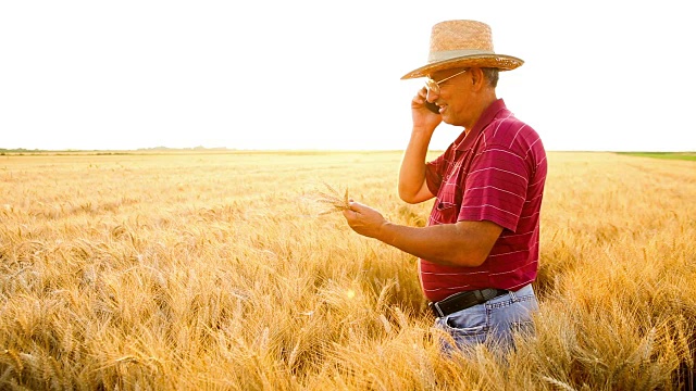夕阳西下时，一位老农民在田地里检查小麦收成，并在打电话。视频下载