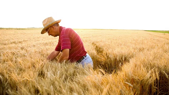日落时分，一位老农在田里检查小麦视频下载