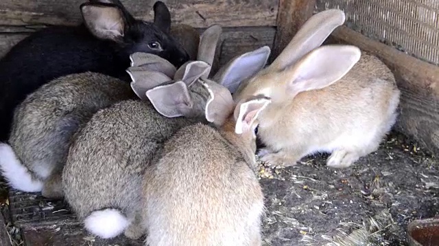 兔子在村子的小屋里吃干草和谷物视频下载