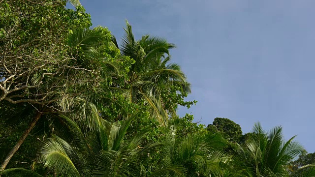 泰国夏日普吉岛自由海滩棕榈树顶部全景4k视频下载