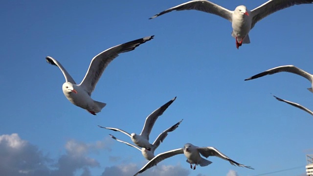 慢镜头:一群海鸥在海岸线附近的蓝天上飞翔视频下载