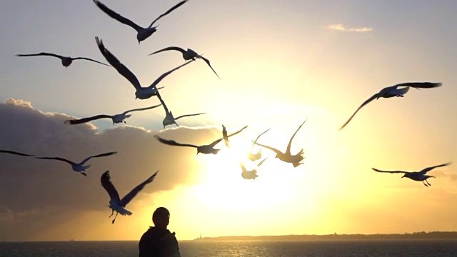 慢镜头:在令人惊叹的夕阳下，向可爱的海鸥投掷食物视频素材