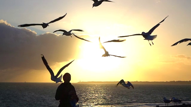 慢镜头:夕阳西下，向饥饿的海鸥投掷食物视频素材