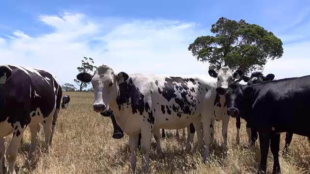 近距离镜头:好奇的小牛在牧场上看着镜头视频下载