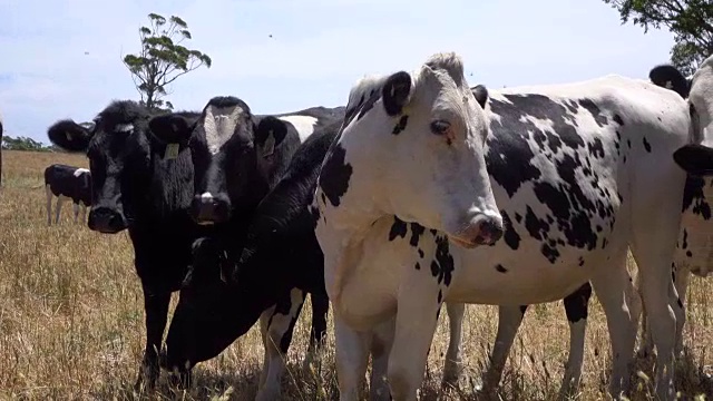 特写:阳光灿烂的夏天，奶牛和肉牛在广阔的农田上吃草视频下载
