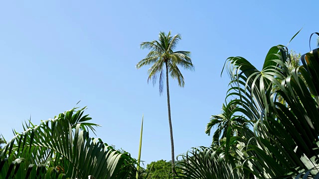 泰国夏日普吉岛棕榈树蓝天观4k视频下载