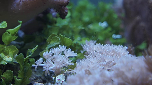 水族馆里的海珊瑚视频下载