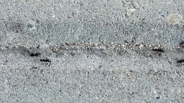 黑色蚂蚁在城市混凝土铺路板之间的蚂蚁小径上反向爬行视频下载