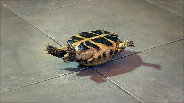 无助的俄罗斯乌龟倒立着，抖着腿试图站起来视频下载