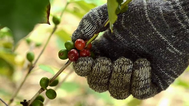 手工采摘咖啡树上成熟的浆果视频下载