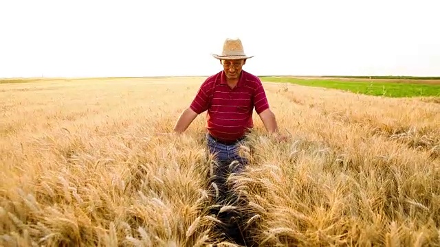 日落时分，一位老农在田里检查小麦视频素材