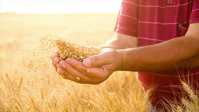 日落时分，一位老农在田里检查小麦视频素材