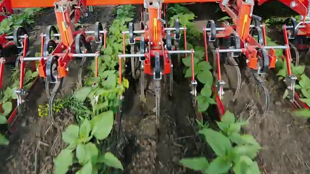 这台机器在一排排整齐的向日葵中间除草。俯视图视频下载