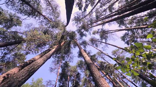 史诗般的森林。底部视图从绿色的树木与树叶和阳光视频素材