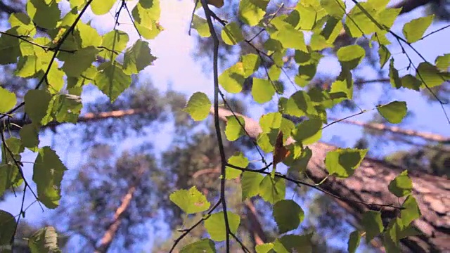 史诗般的森林。底部视图从绿色的树木与树叶和阳光视频素材