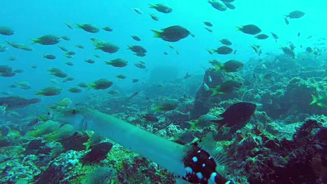 色彩斑斓的鱼在珊瑚礁旁游泳视频素材